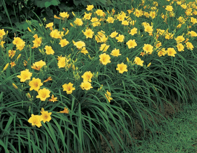 Taglilie Stella d´Oro