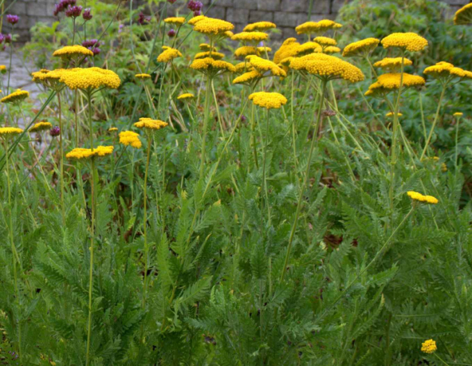 Goldgarbe Cloth of Gold