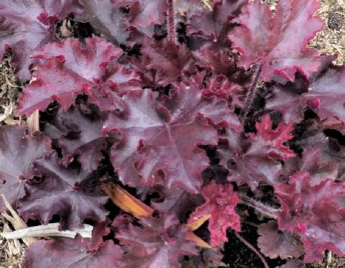 Heuchera Schmelzendes Feuer