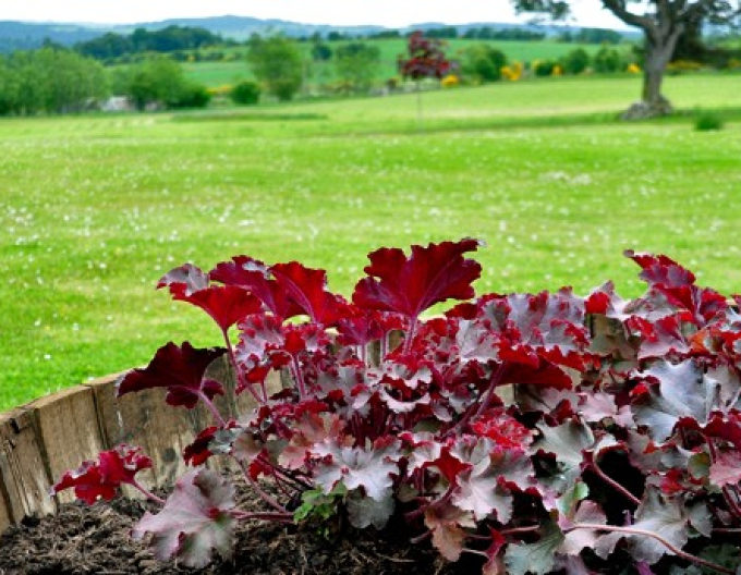 Heuchera Schmelzendes Feuer