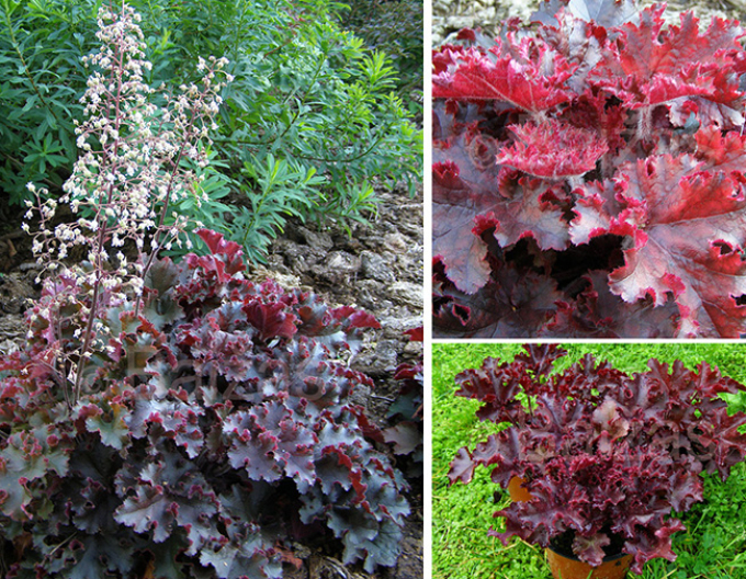 Heuchera Schmelzendes Feuer