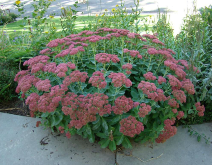 Fettblatt Herbstfreude