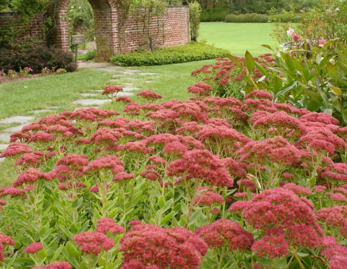 Fettblatt Herbstfreude