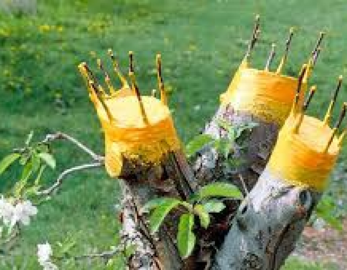 Bio Plantella Arbosan 100g Tube Balsam