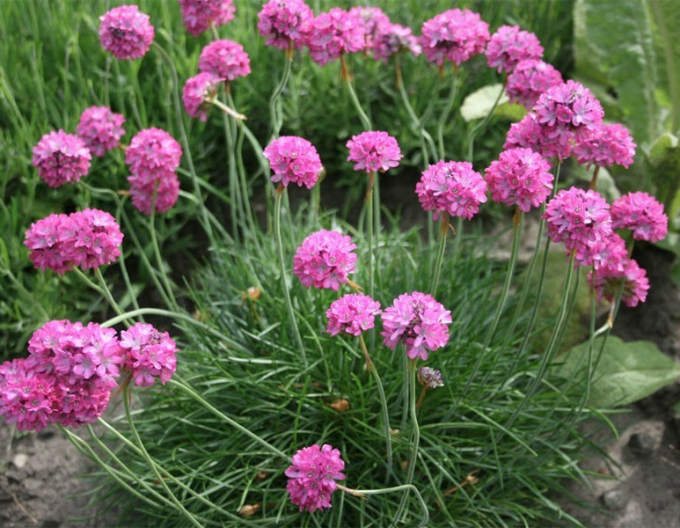 Grasnelke  Armada Rose