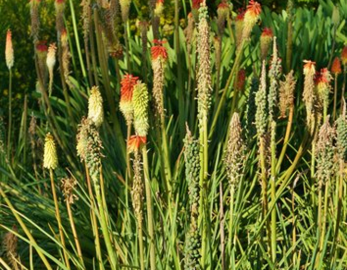 Fackellilie  Minister Verschuur