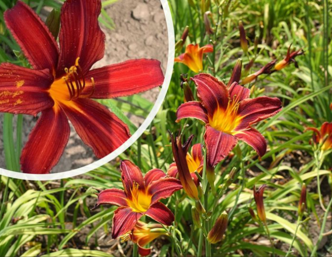 Taglilie Crimson Pirate