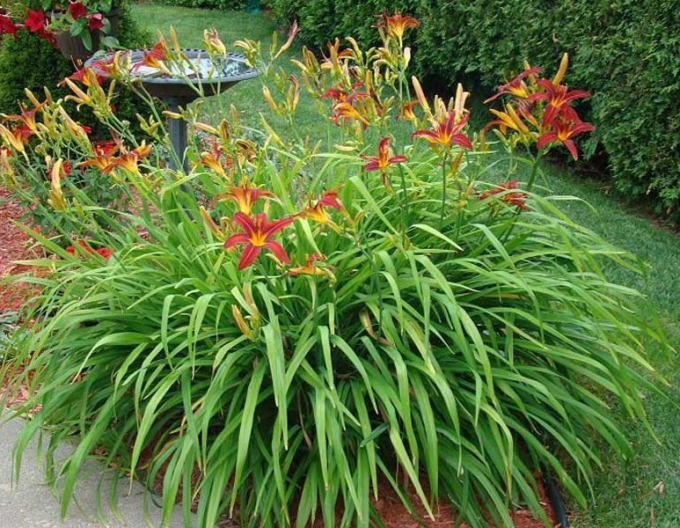 Taglilie Crimson Pirate