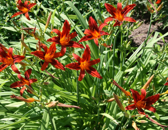 Taglilie Crimson Pirate