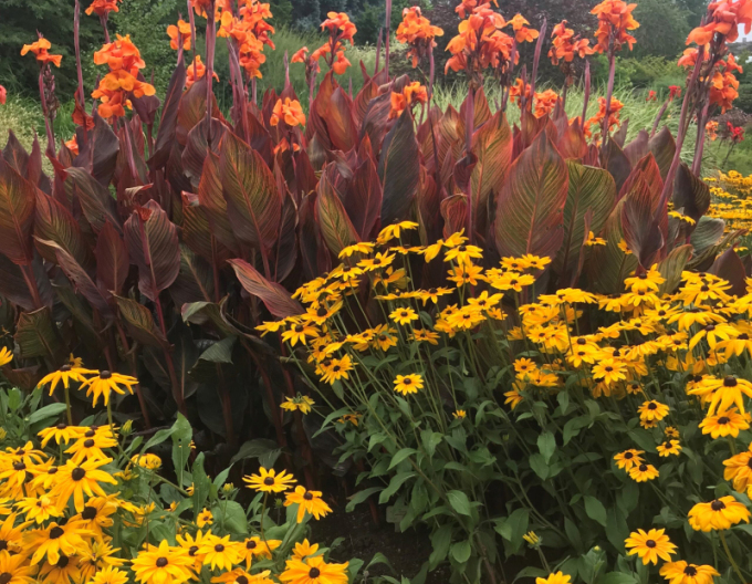 Rudbeckia Goldsturm 9x9