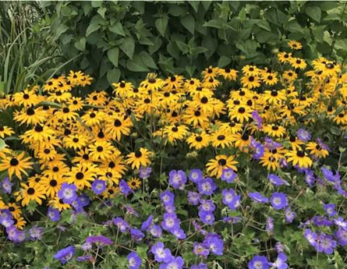 Rudbeckia Goldsturm 9x9