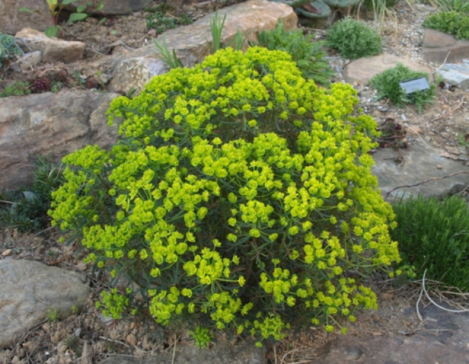 Zypressen Wolfsmilch Fens Ruby