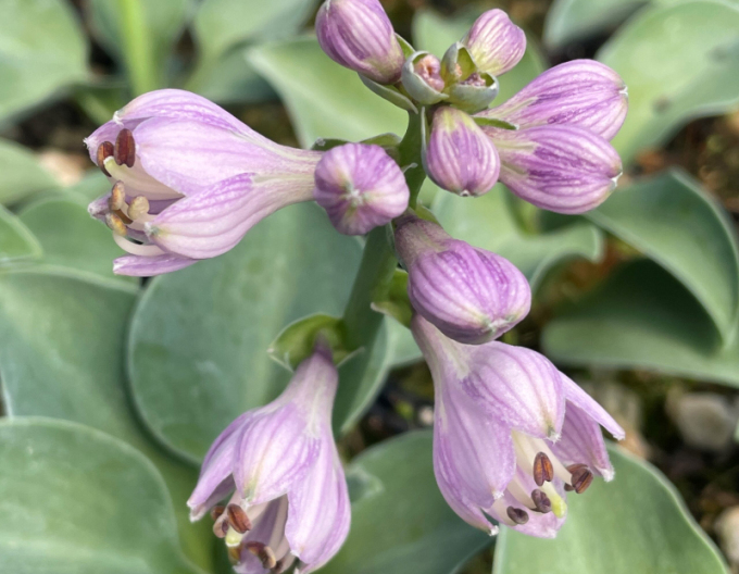 Funkie "Blue Mouse Ears"