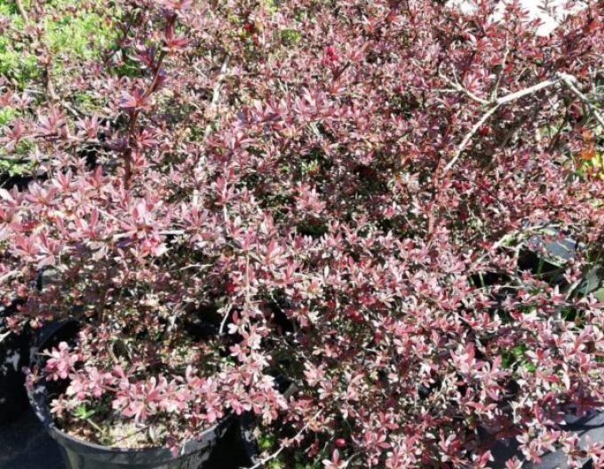 Berberitze Red Dream