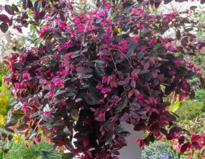 Loropetalum  Fire Dance