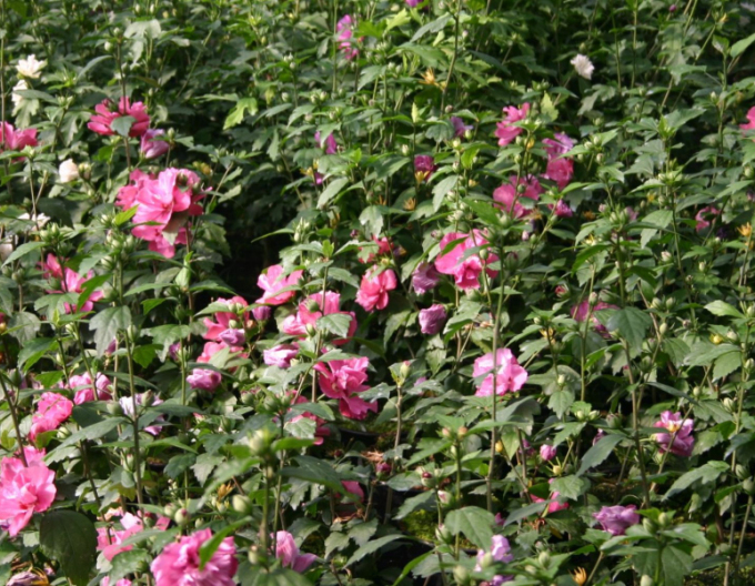 Garten-Eibisch Duc De Brabant