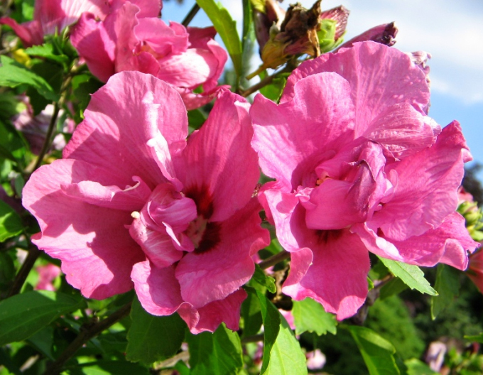 Garten-Eibisch Duc De Brabant