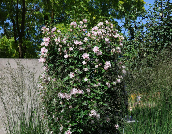 Garten - Eibisch Lady Stanley