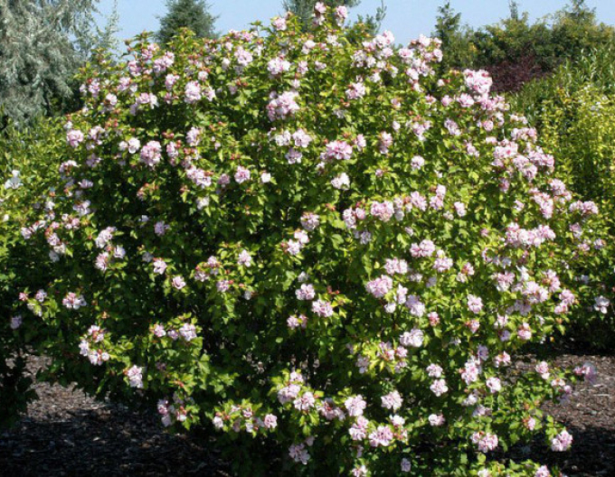 Garten - Eibisch Lady Stanley