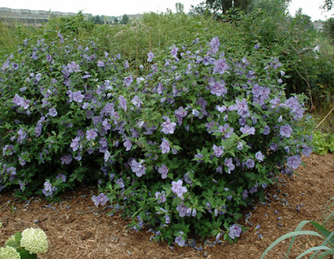 Garten-Eibisch Blue Chiffon