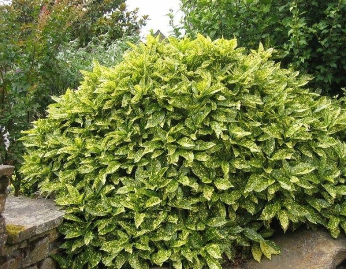 Japanische Aucube Sulphurea Marginata