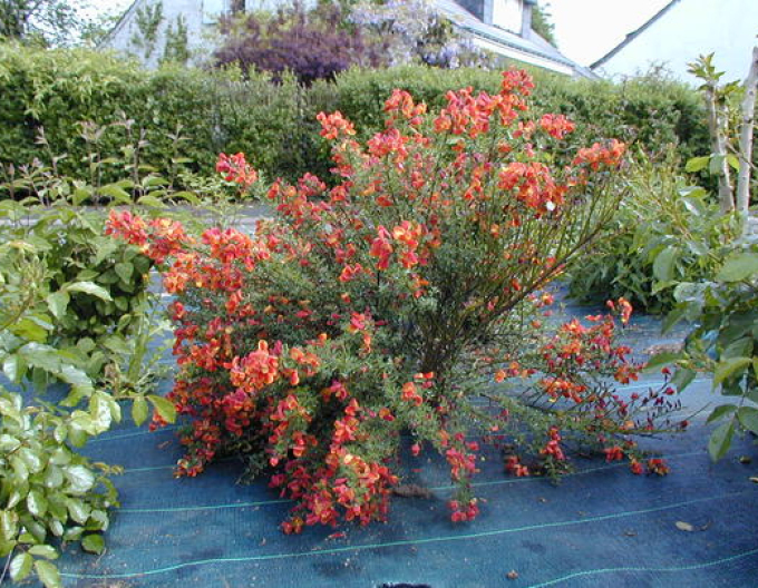 Elfenbein Ginster Lena