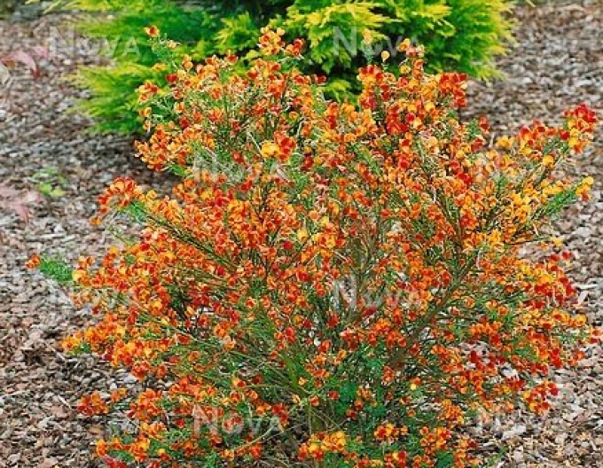 Elfenbein Ginster Lena