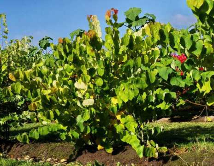 Judasbaum  Rising Sun 80cm