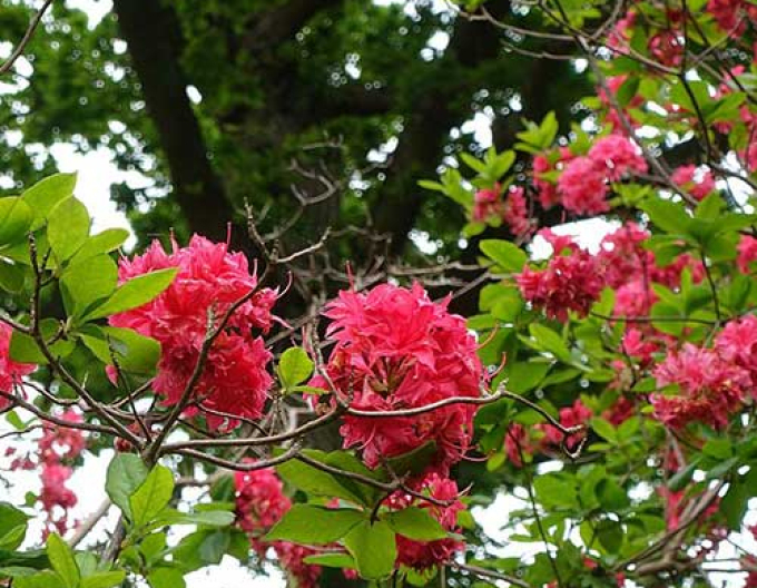 Azalee großblumig Homebush