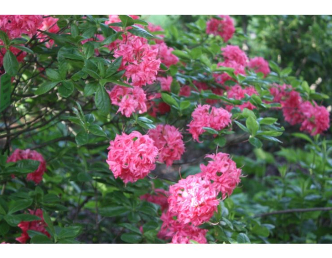 Azalee großblumig Homebush