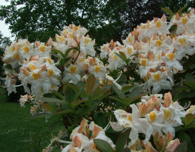 Azalee großblumig Silver Slipper