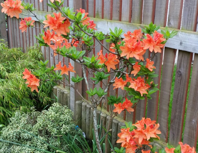 Azalee großblumig Gibraltar