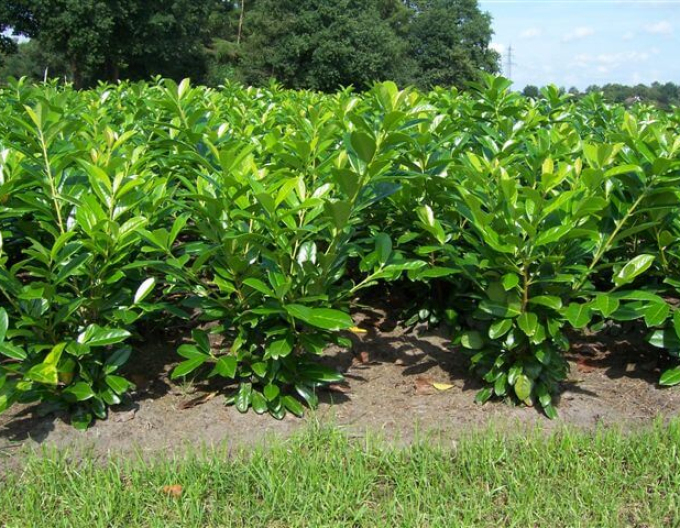 Kirschlorbeer Novita 4L