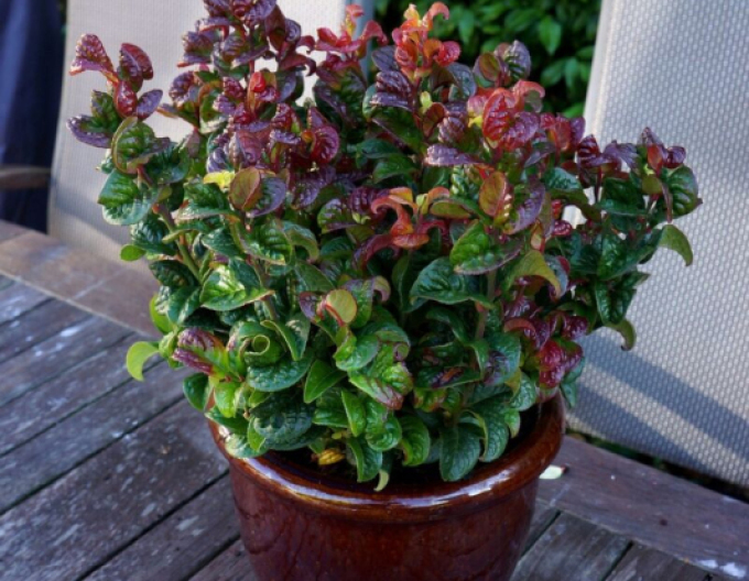 Leukote axillaris Curly Red