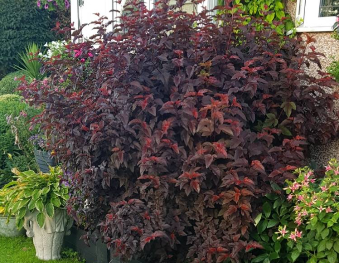 Fasanenspiere Lady in Red