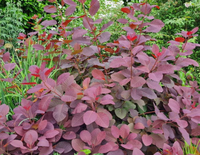 Perückenstrauch Royal Purple 125 - 150cm