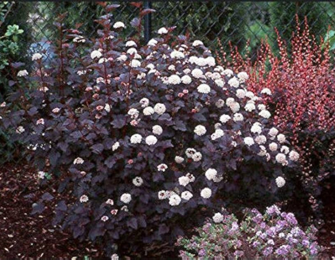 Fasanenspiere Red Baron