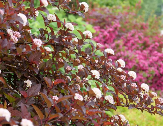 Fasanenspiere Red Baron