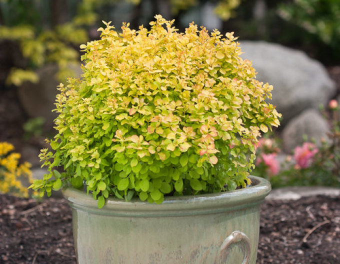 Berberitze "Tiny Gold"