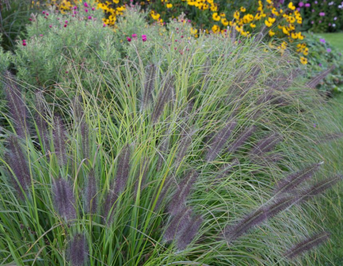 Lampenputzergras Moudry 1,5L