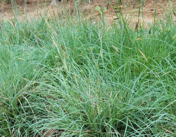 Segge Blue Zinger 1,5L