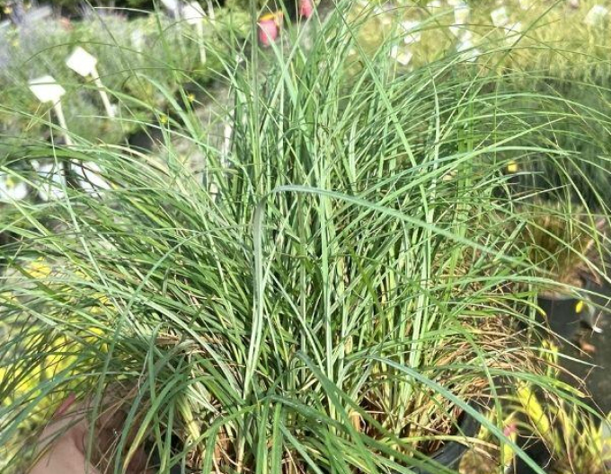 Segge Blue Zinger 1,5L