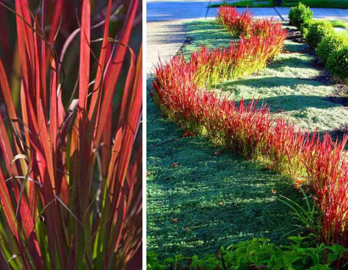 Blutgras Red Baron 1l