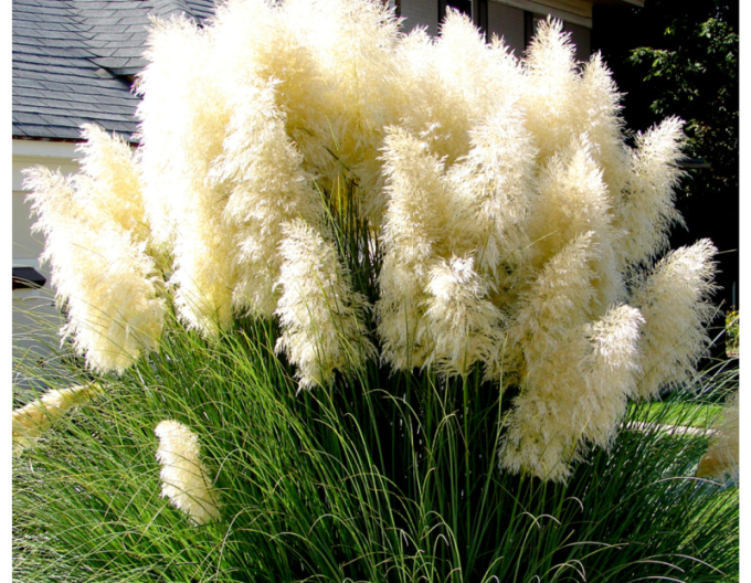 Pampasgras Weiße Feder
