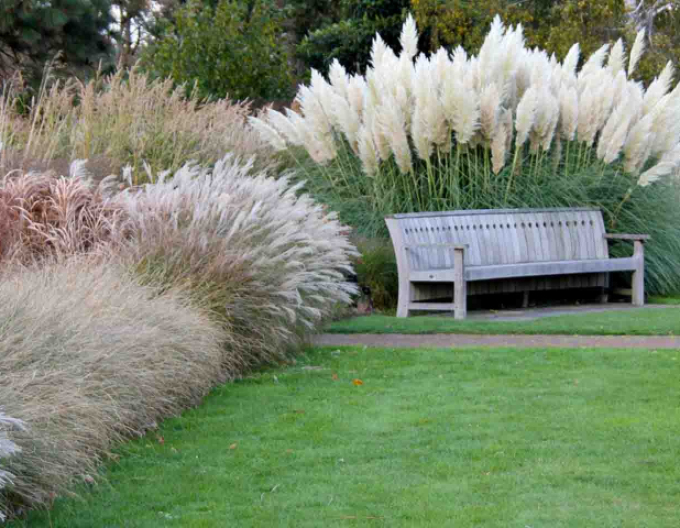 Pampasgras Weiße Feder