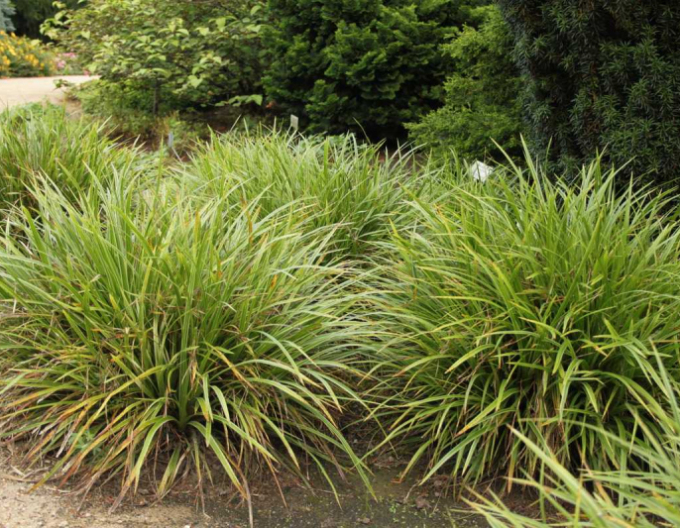 Segge ´Variegatta´