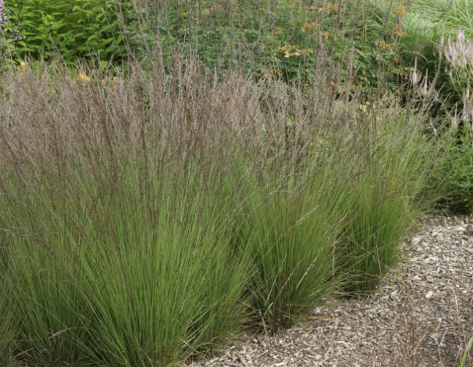 Pfeifengras"Edith Dudszus"
