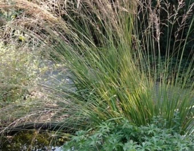 Pfeifengras"Edith Dudszus"