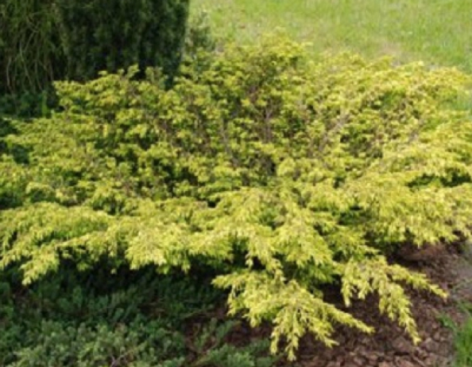 Wacholder Goldschatz