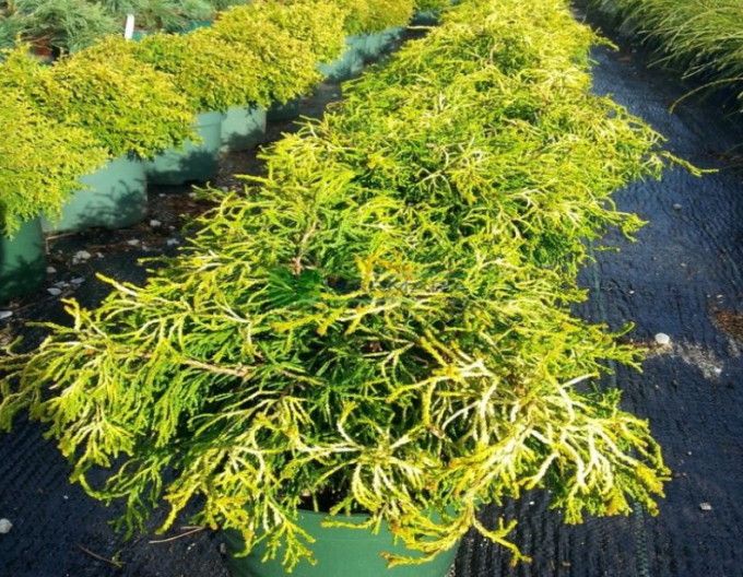 Scheinzypresse Tsatsumi Gold